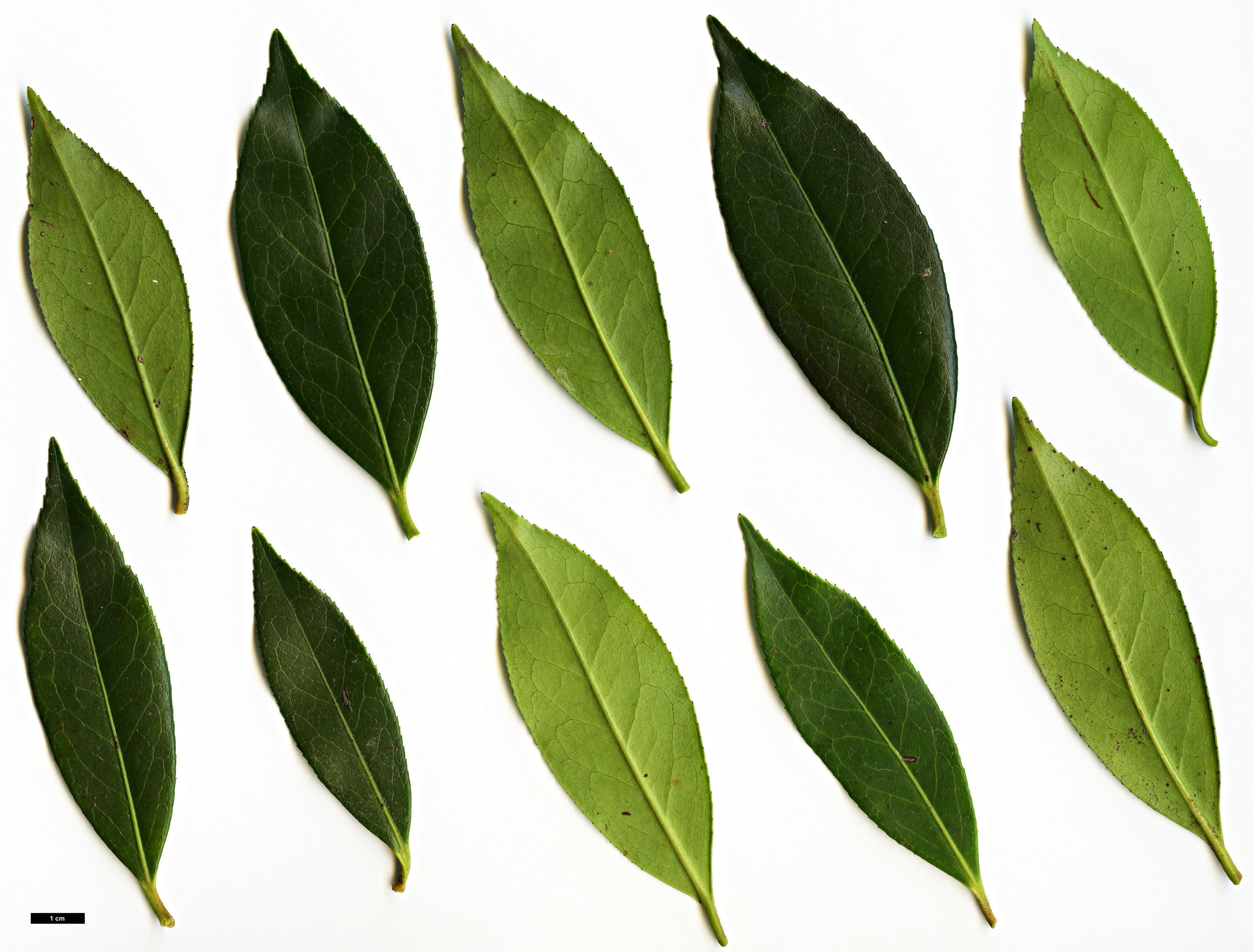 High resolution image: Family: Theaceae - Genus: Camellia - Taxon: ×williamsii (C.japonica × C.saluenensis)